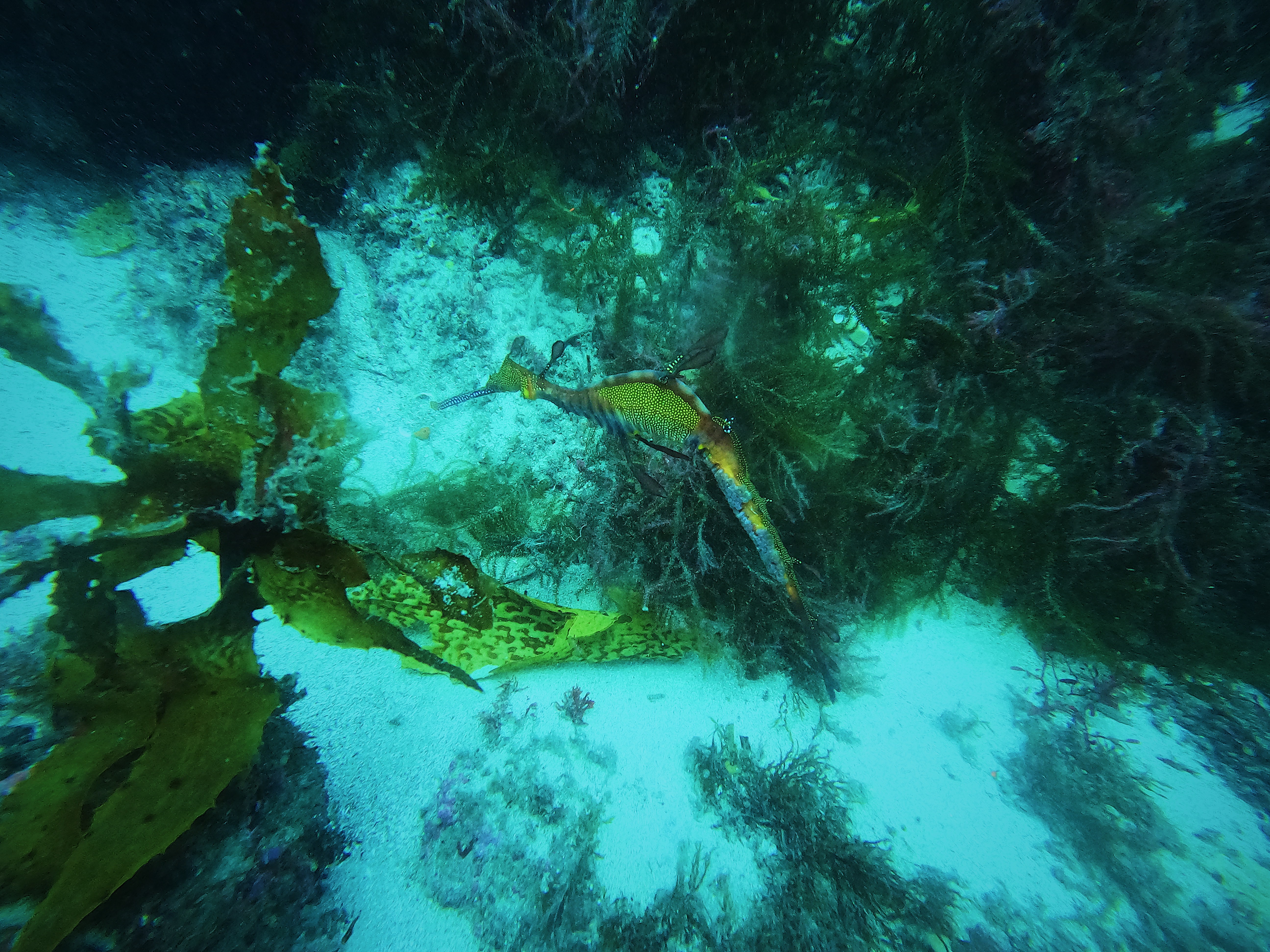 Dive Photo 1